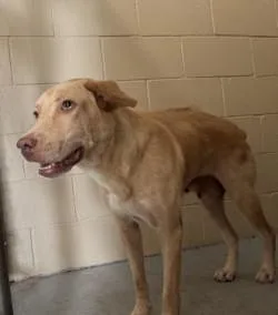 An adult large-sized female White / Cream Labrador Retriever dog named Gigi for adoption in Harlingen, TX