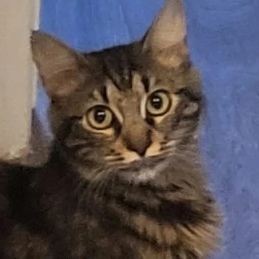 An adult medium-sized female Tabby (Brown / Chocolate) Domestic Medium Hair cat named Sunny for adoption in San Diego, CA