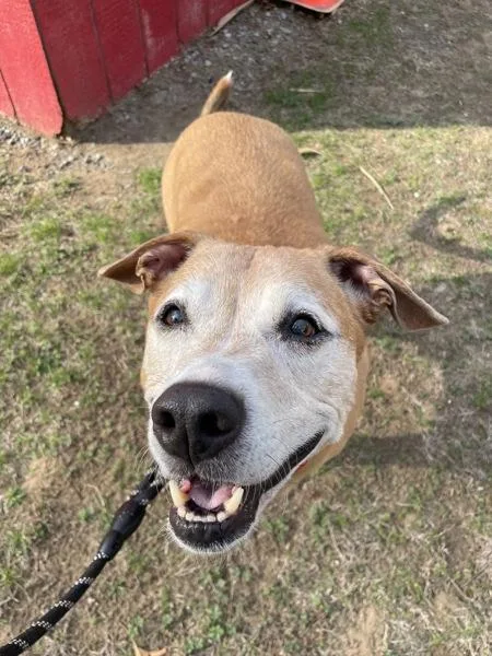 A senior large-sized male Labrador Retriever dog named Willie for adoption in Oakland, NJ