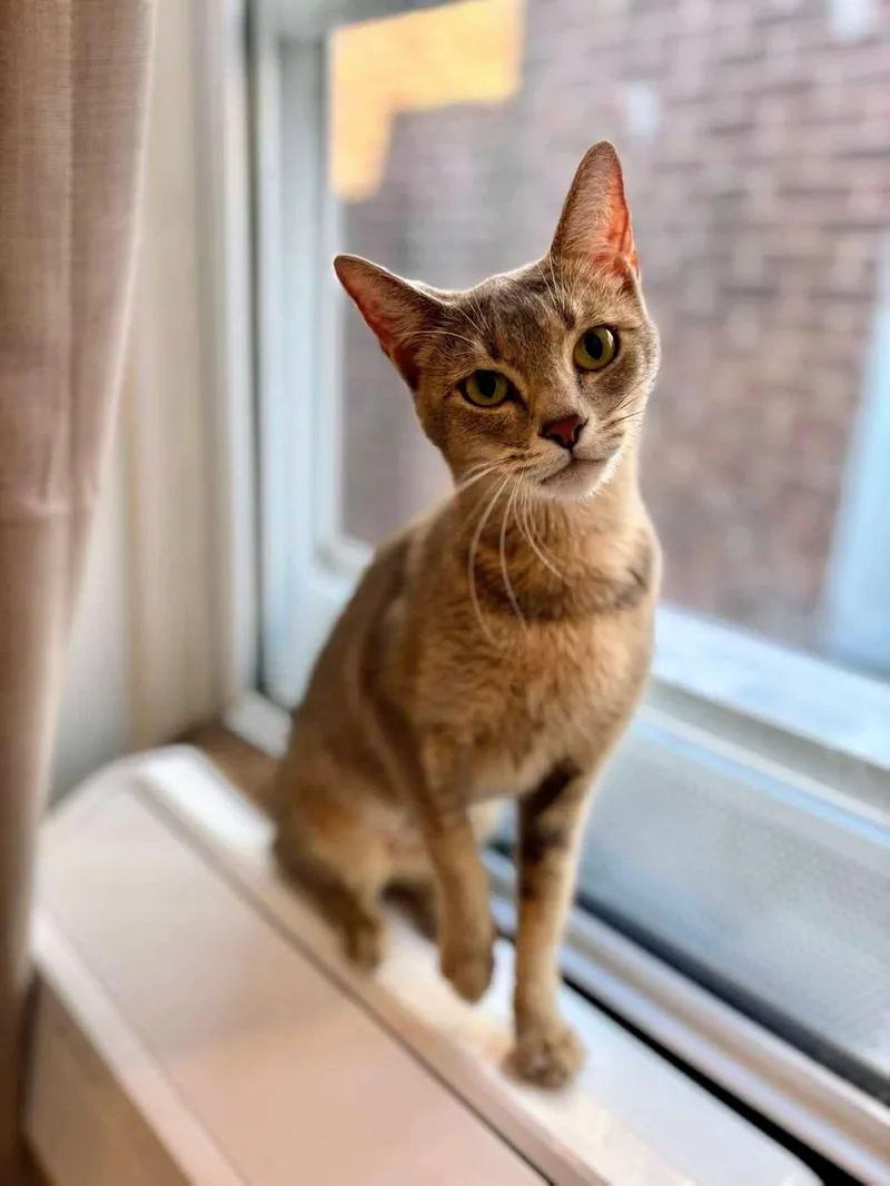 A young medium-sized female Domestic Short Hair cat named Millie for adoption in Allentown, PA