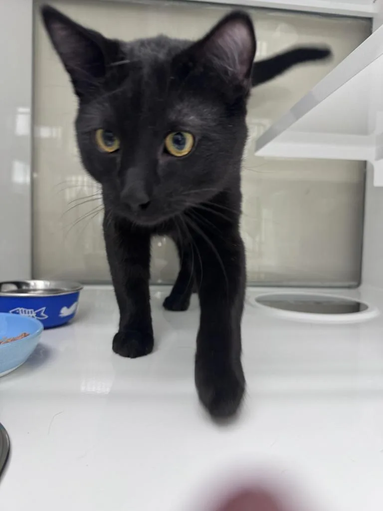 A young medium-sized male Domestic Short Hair cat named Cameron for adoption in Saint Paul, MN