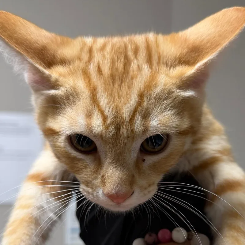A baby small-sized male Orange / Red Domestic Short Hair cat named Alex for adoption in Yuma, AZ