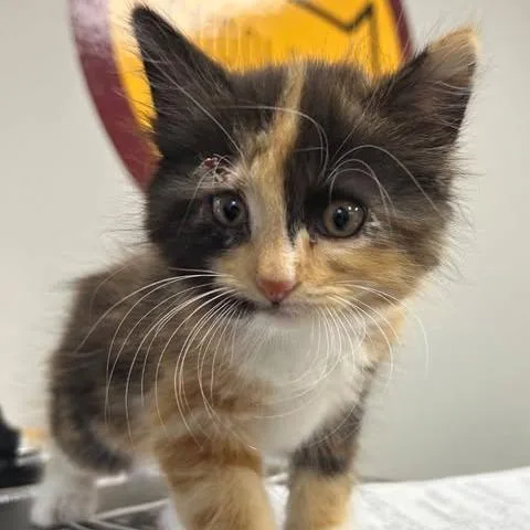 A baby small-sized female Calico Domestic Long Hair cat named Journey for adoption in Hannibal, MO