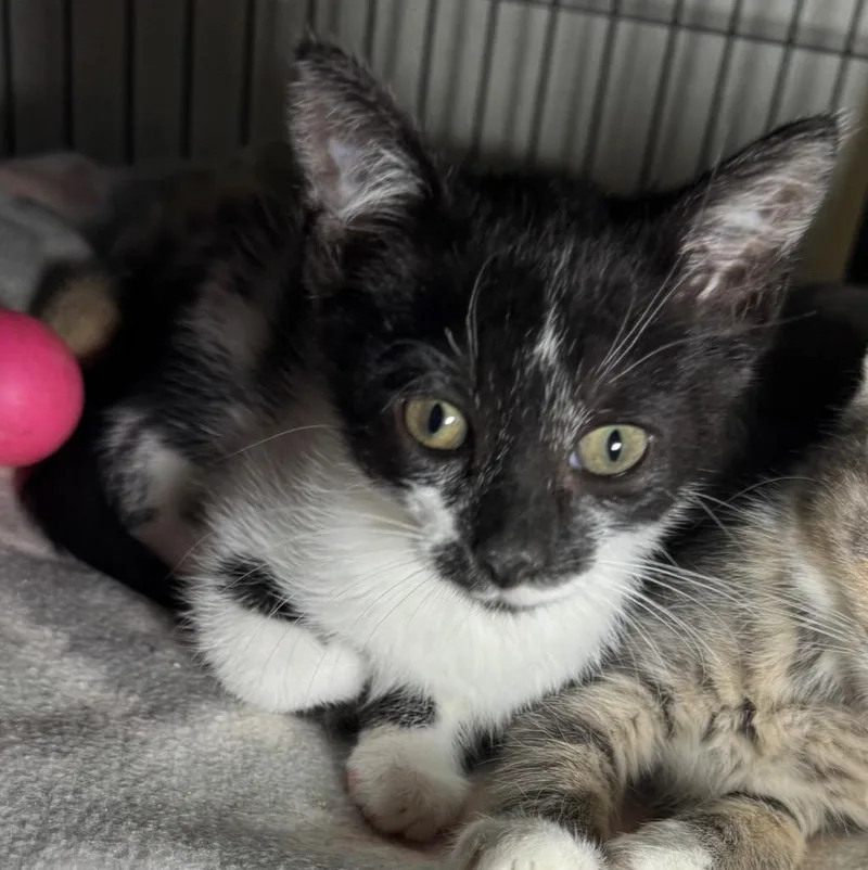 A baby medium-sized female Domestic Short Hair cat named Mollie for adoption in Saginaw, MI
