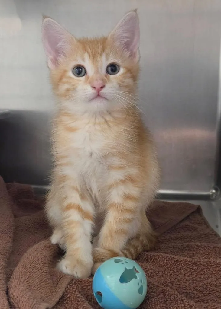 A baby small-sized male Domestic Short Hair cat named Jimmy Buffet for adoption in Liverpool, NY