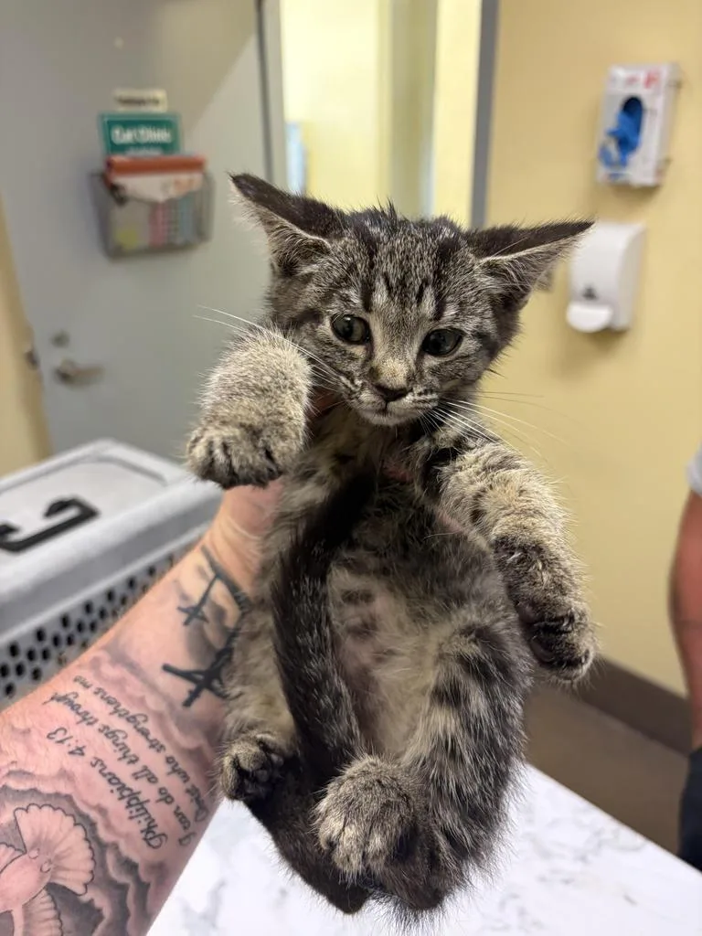 A baby medium-sized female Domestic Short Hair cat named Zorina for adoption in Florence, SC