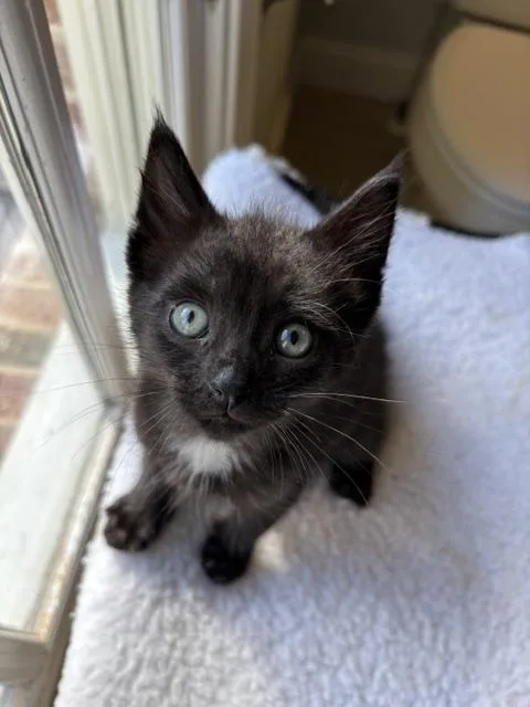 A young medium-sized male Black Domestic Short Hair cat named Smothered for adoption in Marietta, GA