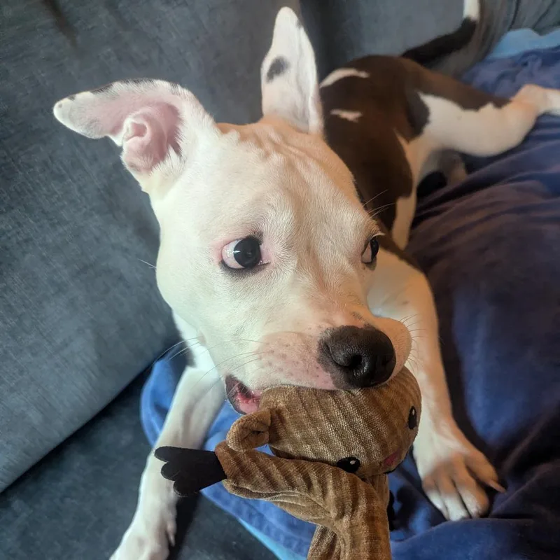 A young medium-sized female White / Cream Mixed Breed dog named Bambi for adoption in San Francisco, CA
