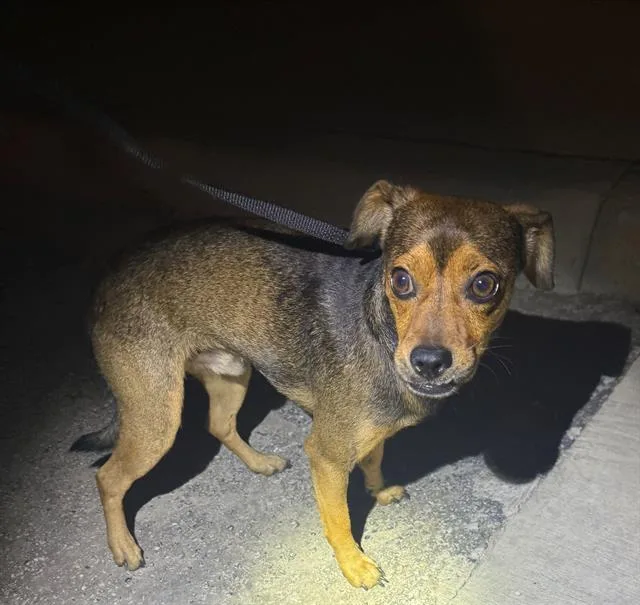 A young small-sized male Chihuahua dog named Wolfie for adoption in San Antonio, TX