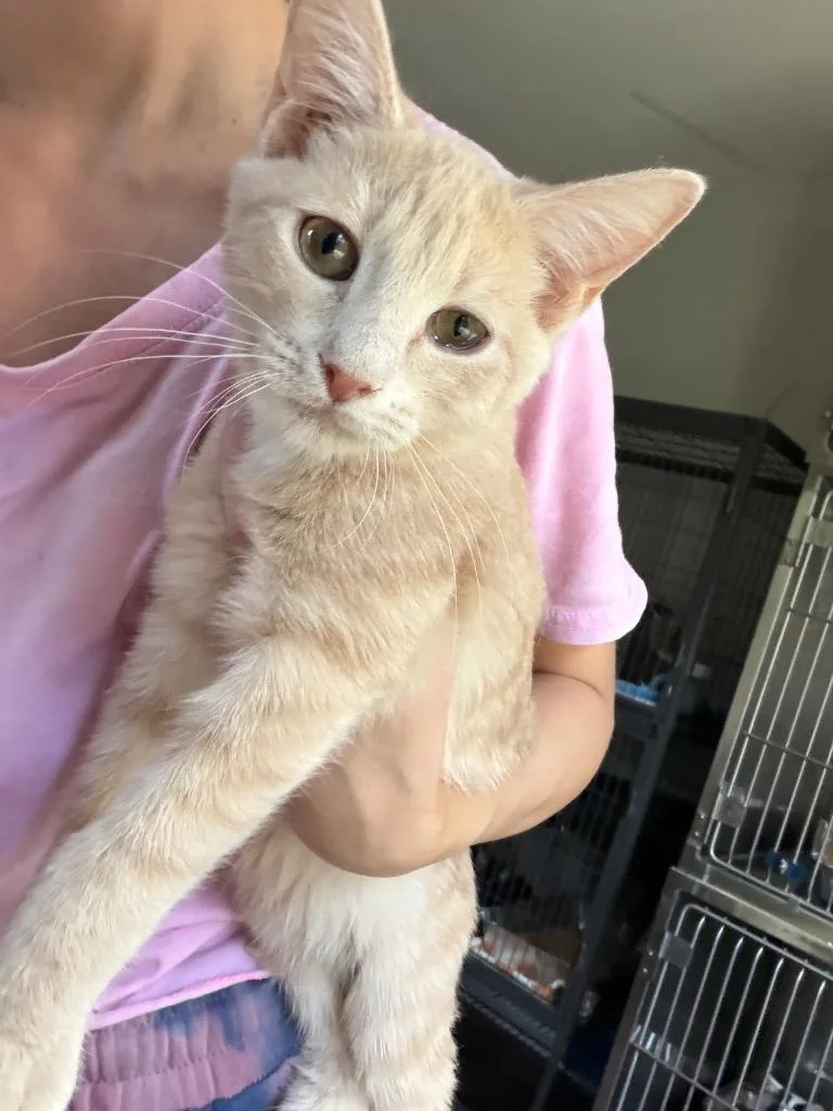A baby medium-sized male Domestic Short Hair cat named Titus for adoption in Cumming, GA