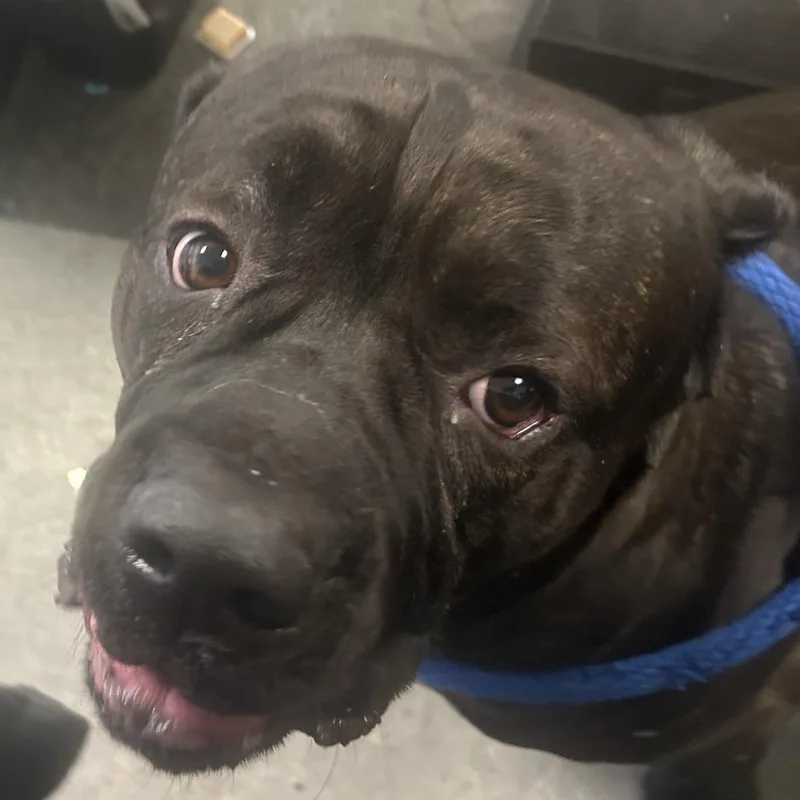 An adult extra large-sized male Brindle Cane Corso dog named Raising Cane for adoption in Philadelphia, PA
