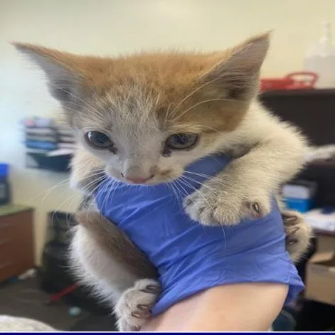 A baby small-sized male Orange / Red Domestic Short Hair cat named Carrot for adoption in Grantsville, UT
