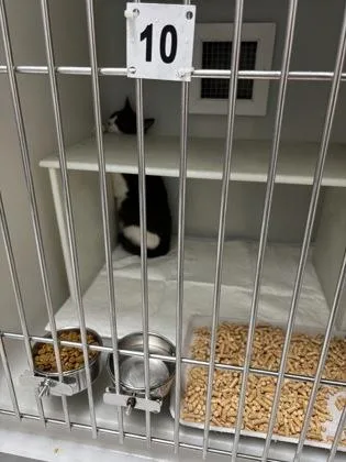 A baby small-sized male Domestic Short Hair cat named 972-26 for adoption in Cumming, GA