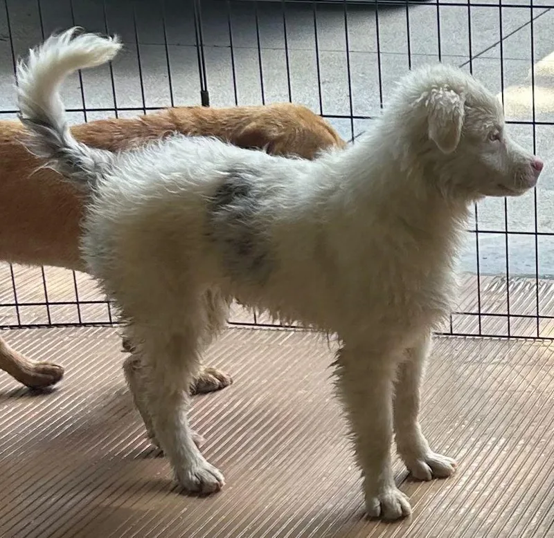 A young small-sized female Australian Shepherd dog named Bindi for adoption in Elyria, OH