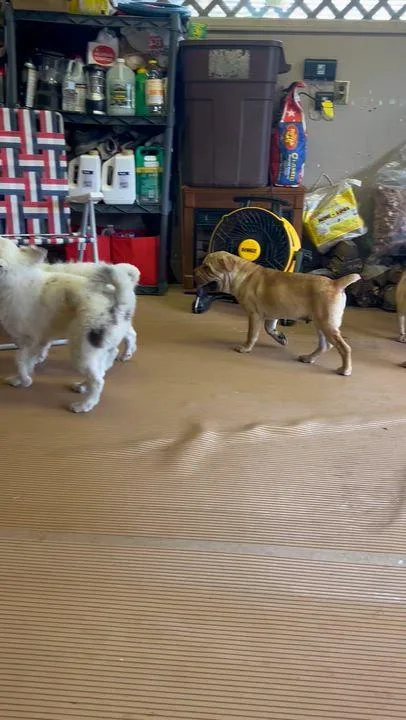 Bindi thumbnail 5