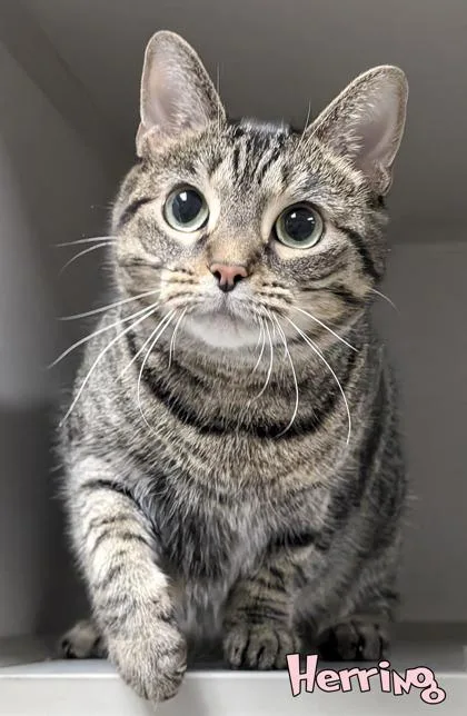 An adult large-sized female Domestic Short Hair cat named Herring for adoption in Mason, MI