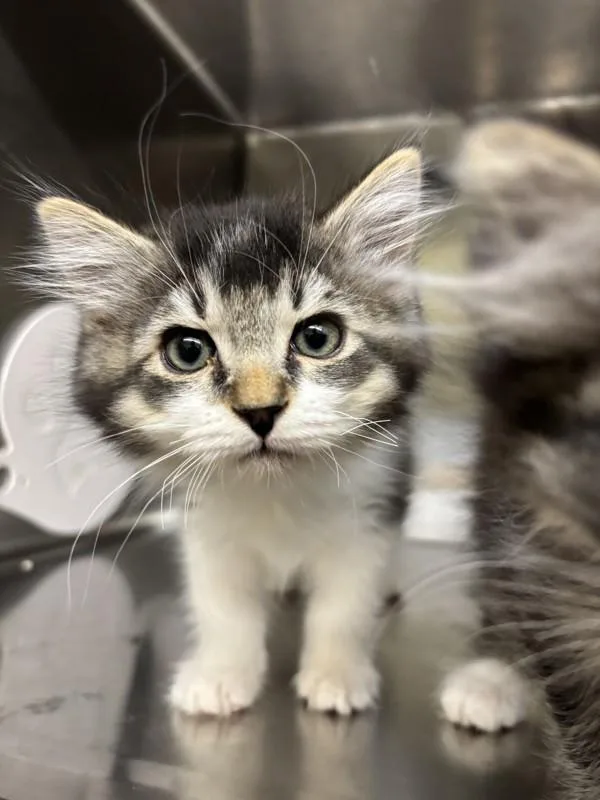 A baby small-sized male Domestic Long Hair cat named Goblin for adoption in Santa Rosa, CA