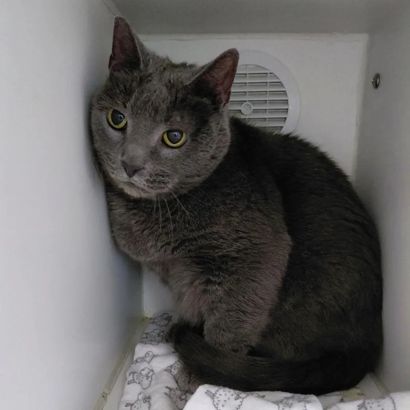 A senior large-sized female Gray / Blue / Silver Domestic Short Hair cat named Agnes for adoption in Philadelphia, PA