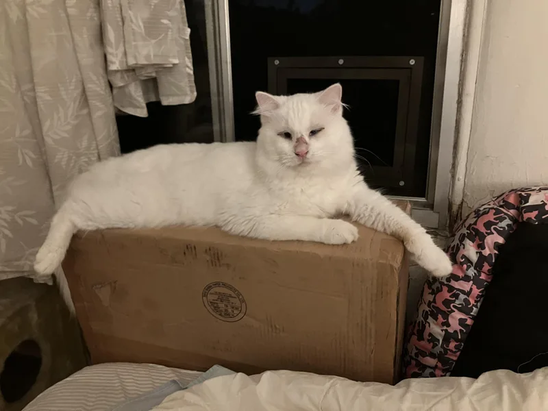 An adult medium-sized male Domestic Medium Hair cat named Boo Boo for adoption in Venice, CA