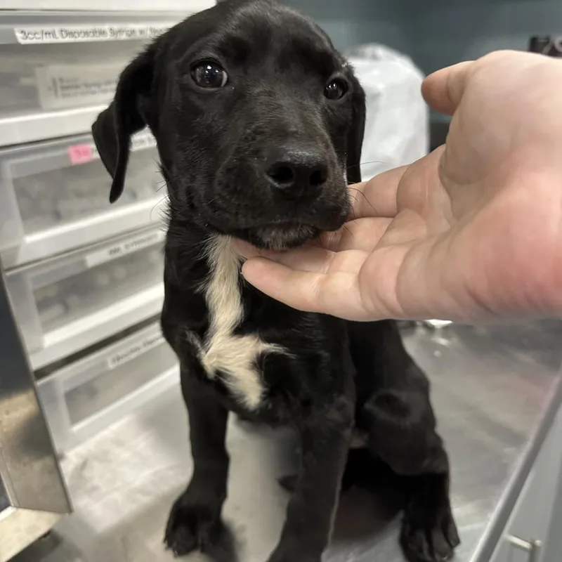 A baby small-sized male Black Mixed Breed dog named Apple Crisp for adoption in Greensboro, NC