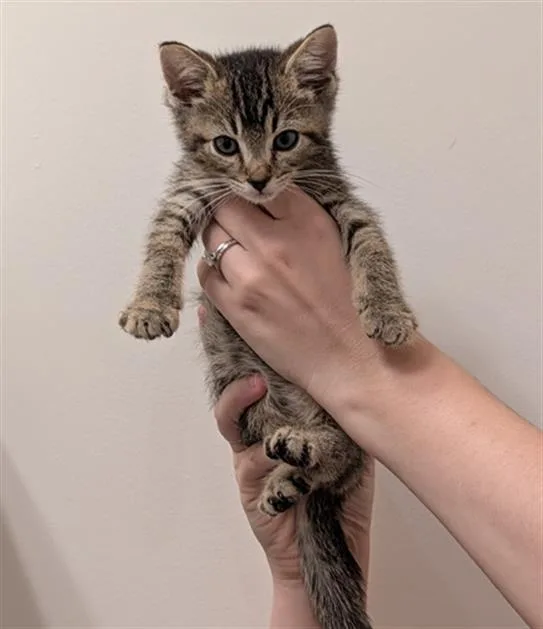 A baby small-sized male Domestic Short Hair cat named Edgar for adoption in Charlotte, NC