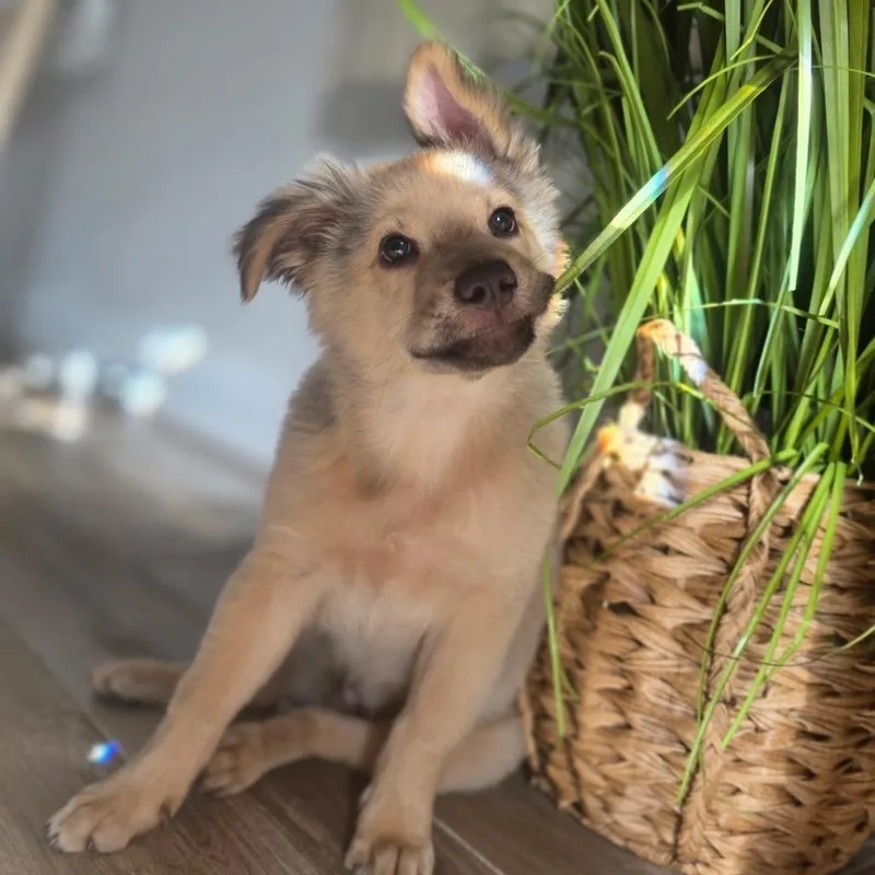 Little Bear thumbnail 2