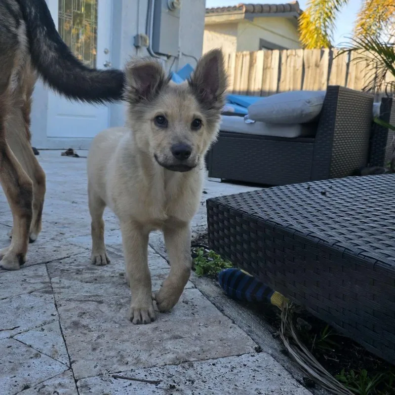 Little Bear thumbnail 3