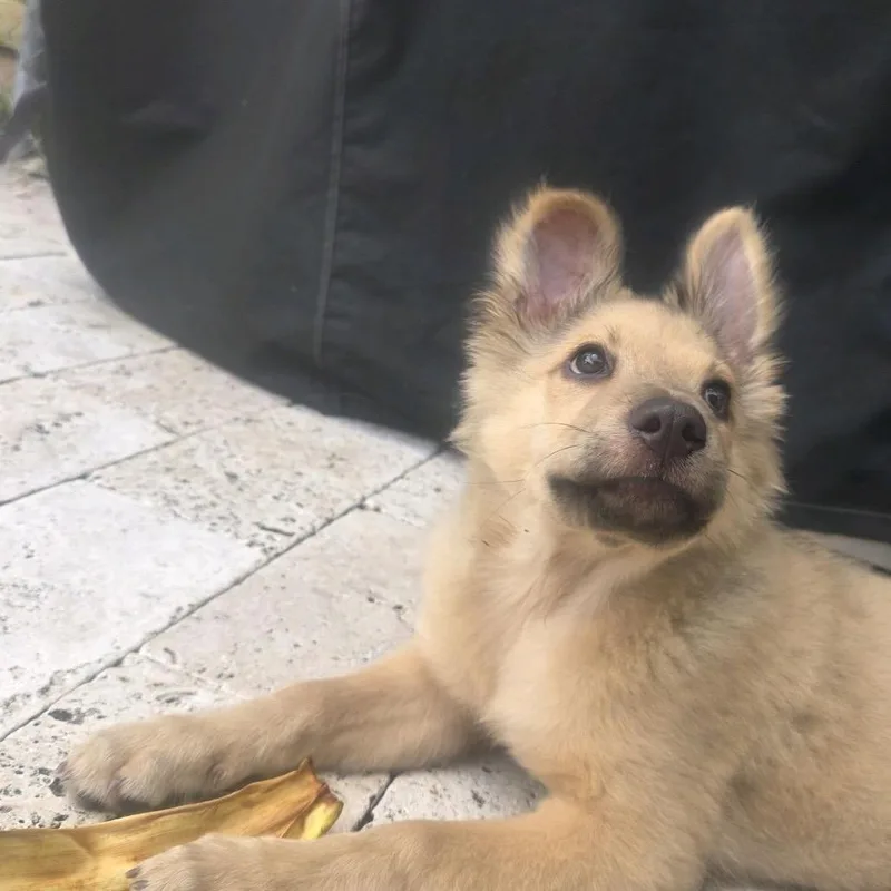 Little Bear thumbnail 4