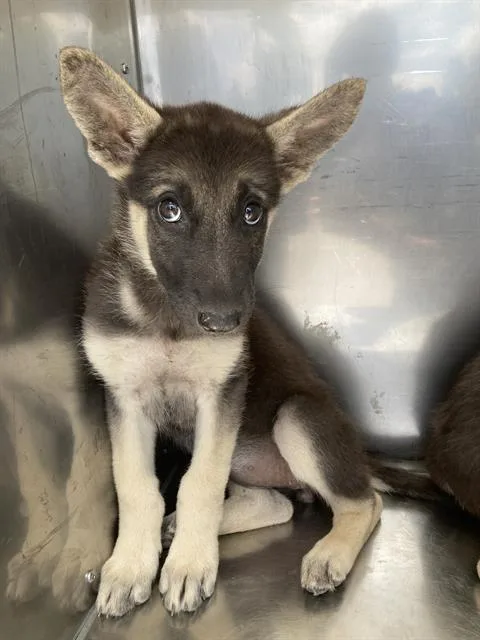 A baby large-sized female Mixed Breed dog named Ivy for adoption in Dallas, TX