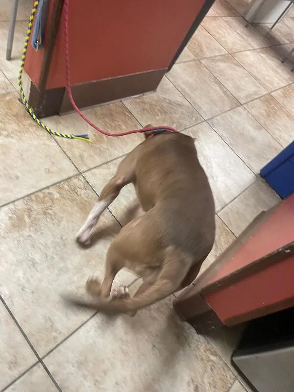 An adult medium-sized female Brown / Chocolate Mixed Breed dog named Stormi for adoption in Cincinnati, OH