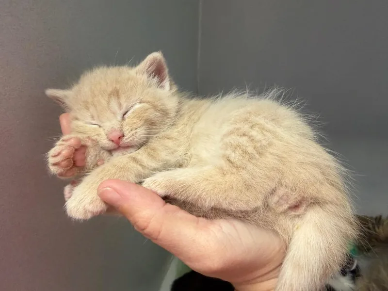 A baby small-sized male Domestic Short Hair cat named Kakamora for adoption in Waverly, NY