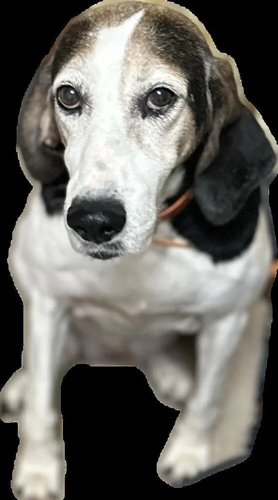 A senior medium-sized female Beagle dog named Jon for adoption in Dallas, TX