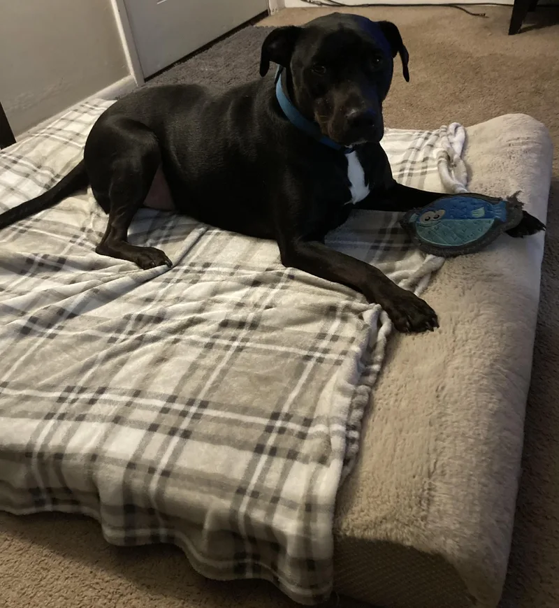 An adult medium-sized male Black Black Labrador Retriever dog named Sawyer for adoption in Fayetteville, NC