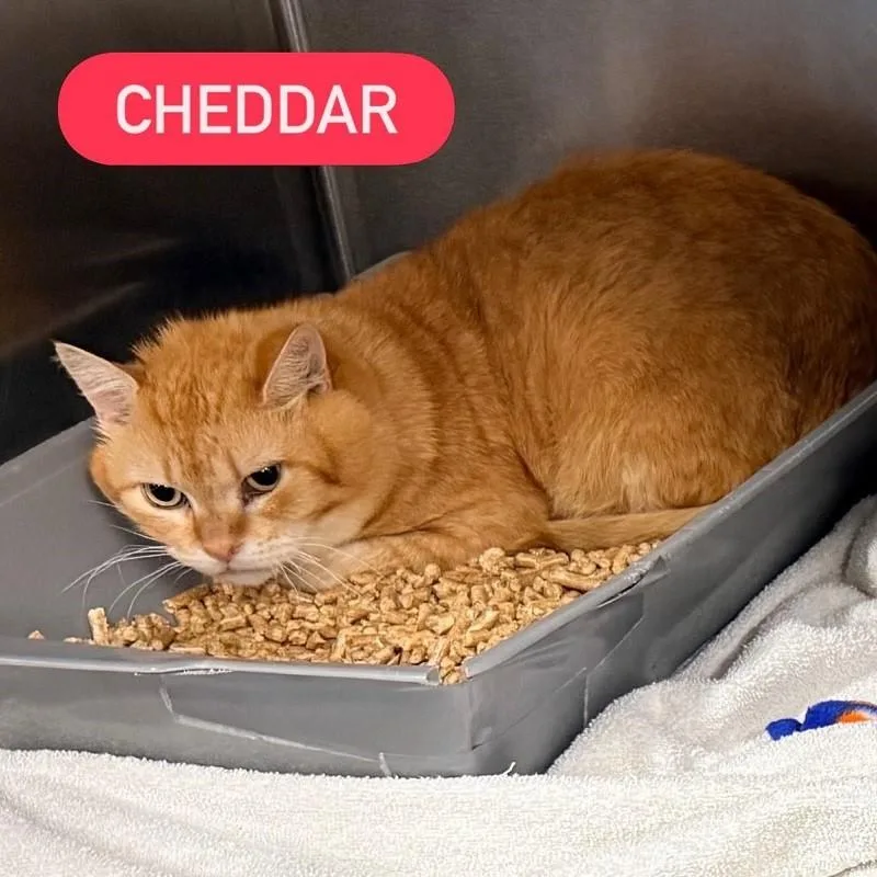 A senior medium-sized male Orange / Red Domestic Short Hair cat named Cheddar for adoption in Pegram, TN