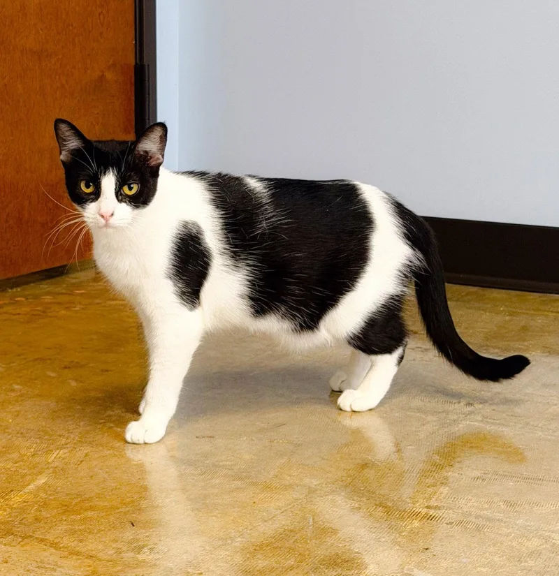A young small-sized female Black & White / Tuxedo Domestic Short Hair cat named Patches for adoption in Plano, TX
