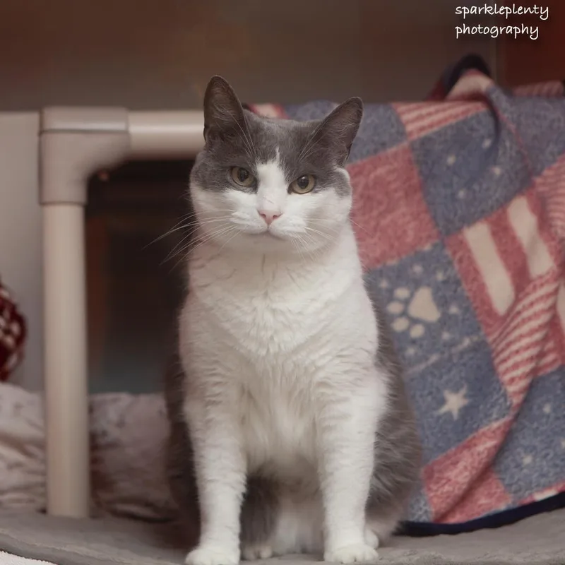 An adult medium-sized female Domestic Short Hair cat named Kona for adoption in Ridgefield, CT