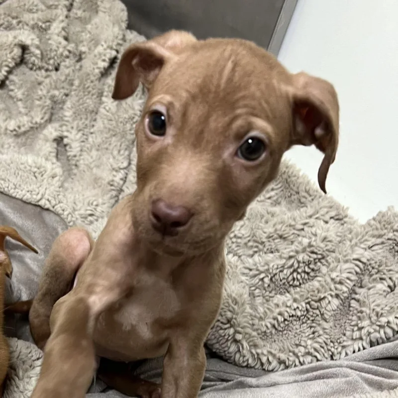 A baby medium-sized male Brown / Chocolate Pit Bull Terrier dog named Aemond for adoption in Pekin, IL