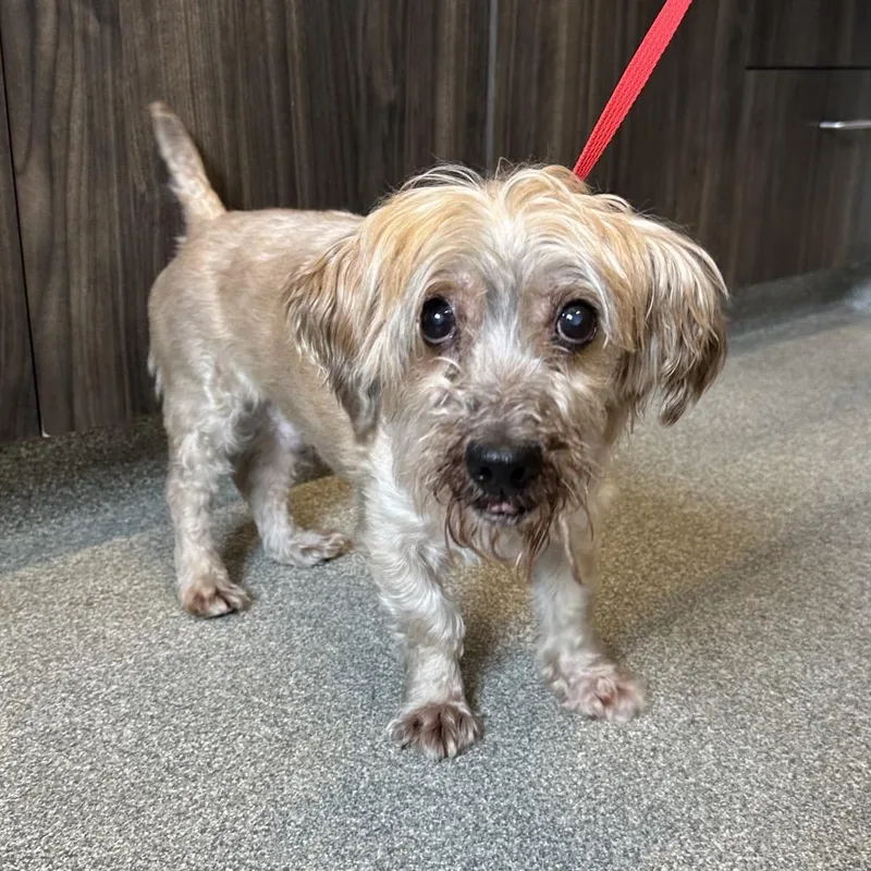 A senior small-sized male Yellow / Tan / Blond / Fawn Mixed Breed dog named Irving for adoption in Hinsdale, IL