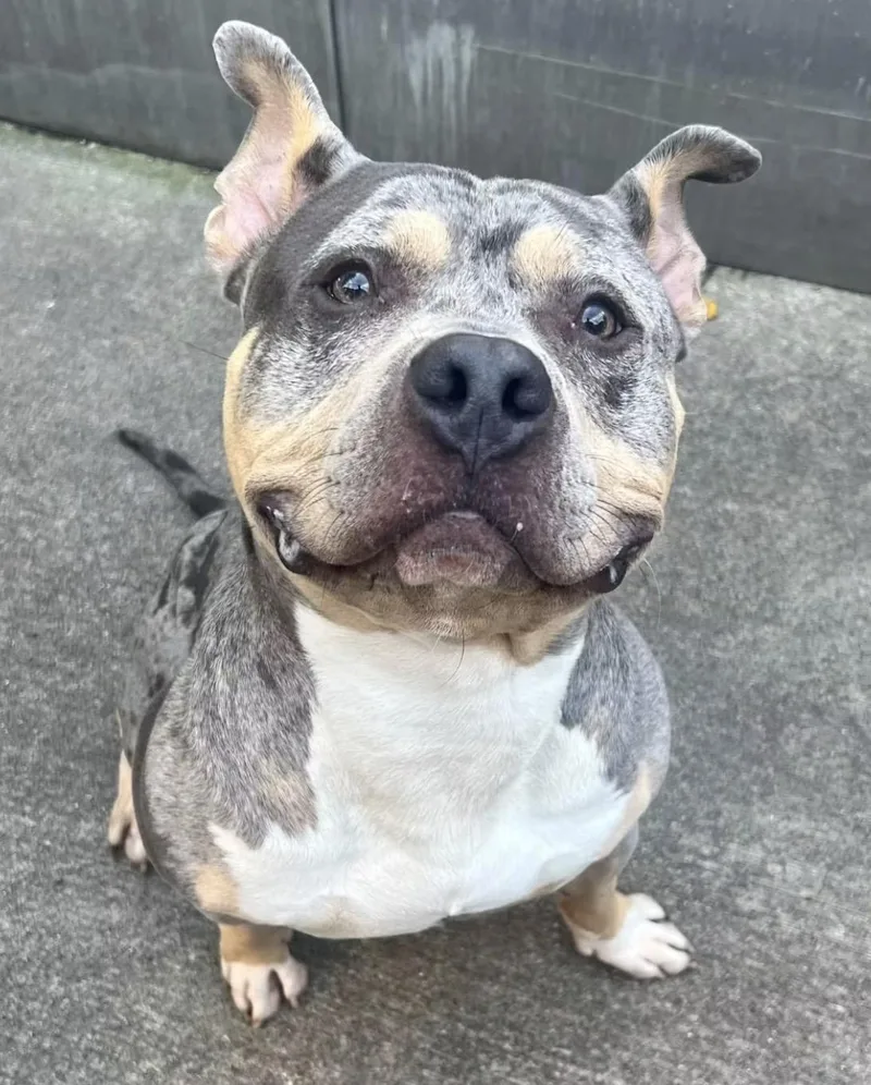 An adult medium-sized male Merle (Blue) Pit Bull Terrier dog named Lucci for adoption in Chicago, IL