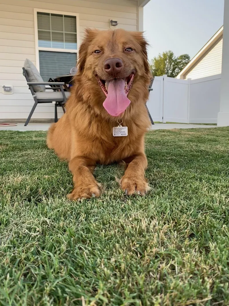 An adult medium-sized male Nova Scotia Duck Tolling Retriever dog named Timber for adoption in Darien Center, NY