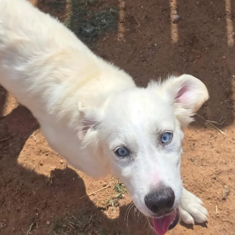 A baby large-sized male White / Cream Labrador Retriever dog named Yeti for adoption in Oxford, ME