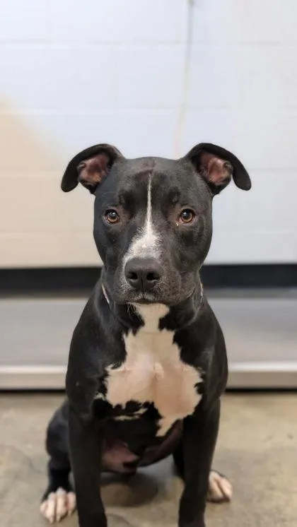 A baby large-sized male Pit Bull Terrier dog named Bocce for adoption in Sacramento, CA