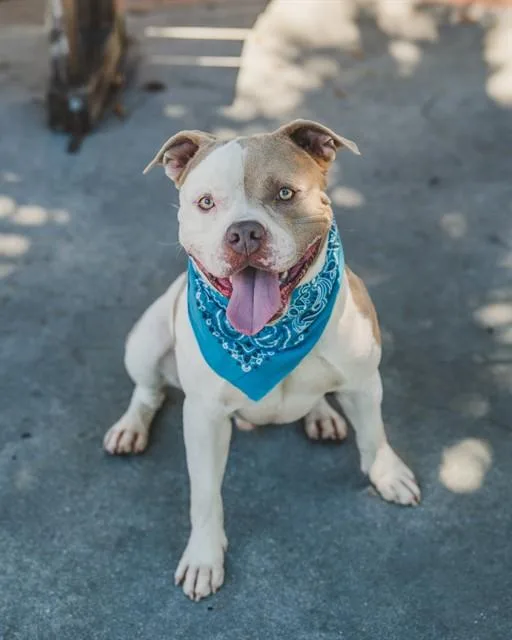 An adult large-sized male Terrier dog named Butch for adoption in Miami, FL