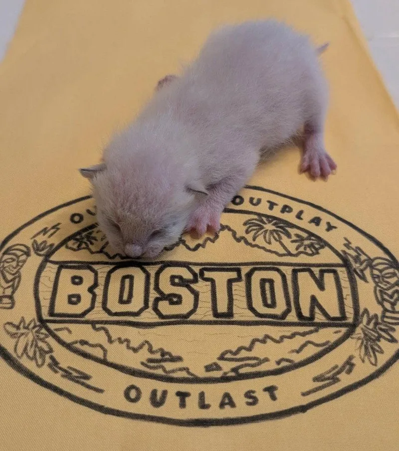 A baby small-sized male Domestic Short Hair cat named Boston for adoption in Saint George, UT