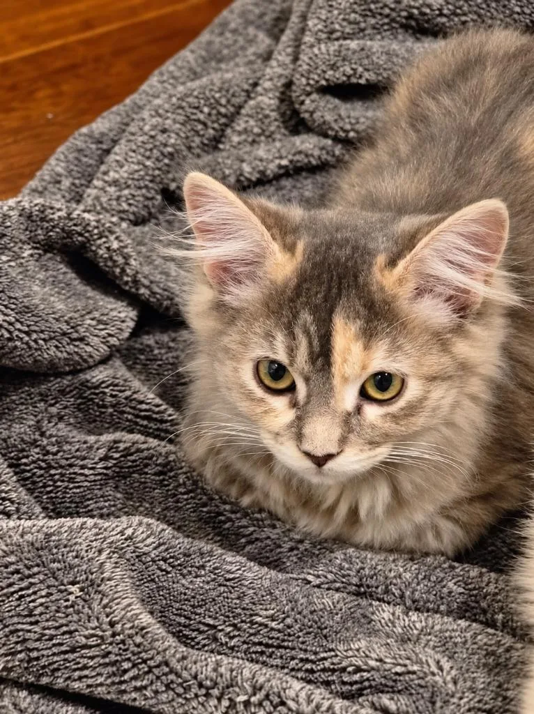 A baby medium-sized female Domestic Long Hair cat named Daisy Duke for adoption in Salt Lake City, UT