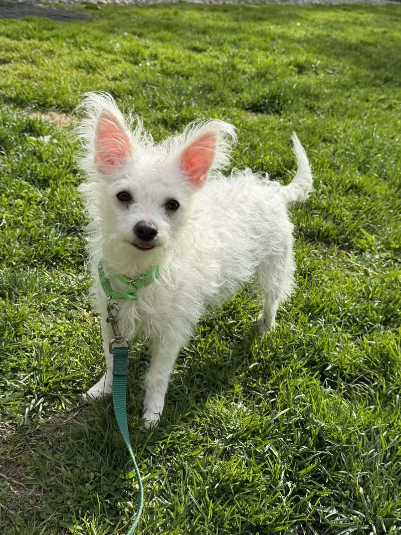 An adult small-sized female Maltese dog named Marsha Brady Bunch for adoption in Terryville, CT