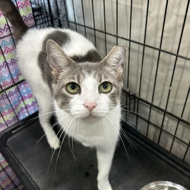 An adult medium-sized female Tabby (Gray / Blue / Silver) Domestic Short Hair cat named Mist for adoption in Mokena, IL