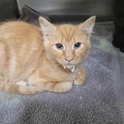 A baby small-sized male Domestic Short Hair cat named Outlaw for adoption in Memphis, TN