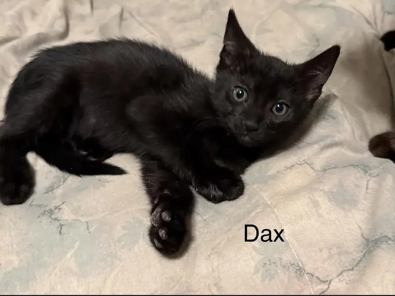 Dax