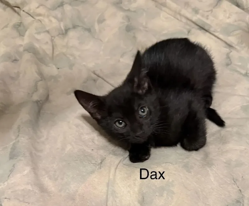 Dax thumbnail 2